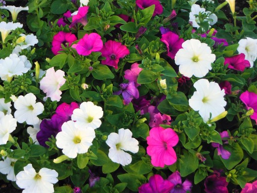 Petunias everywhere, Purple, Pink and White.