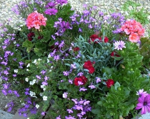 2 Containers grouped together a mix of lobelia, Geranium, mini carnations and Daisies.