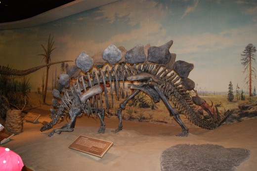 Stegosaurus Bones