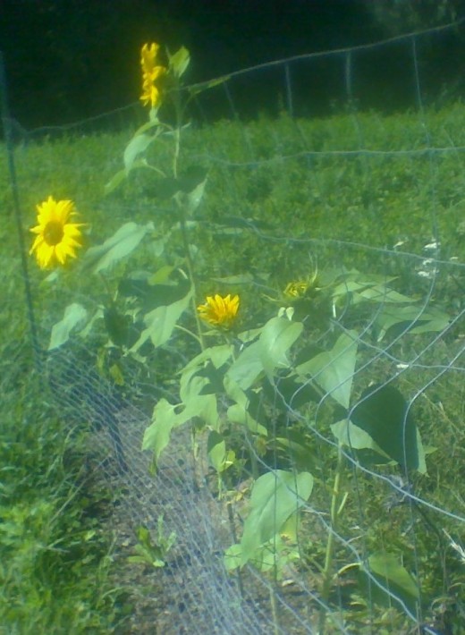 Sunflowers smiling at me from my garden