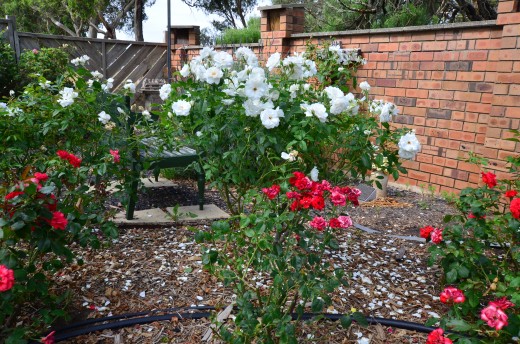 Rose Garden Meditation Bench - Photo by Allan