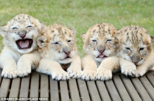 Aren't these liger cubs just adorable?