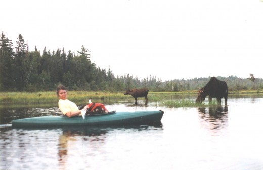 Linda Currier of Quincy, MA paddles past mother and calf moose. - Photo by George Sommers