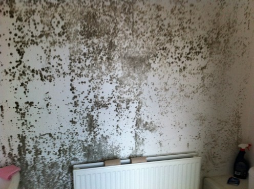 Hopefully your mould problems will not get to this  advanced stage!