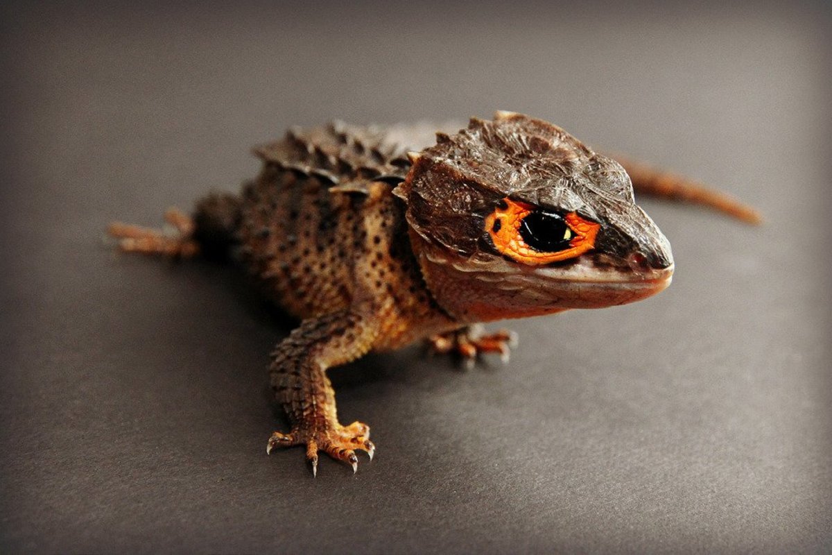 17 Pets You Can Legally Own That Look Like Dragons Pethelpful