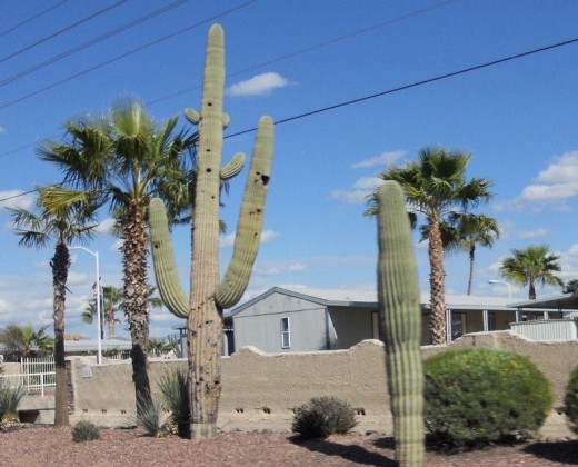 Cacti right down town Mesa Arizona