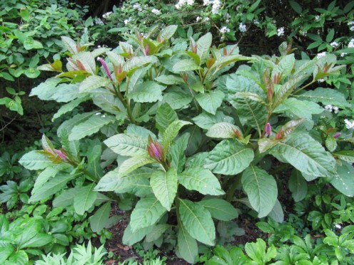 How to Identify, Harvest, and Prepare Pokeweed and Poke Sallet How to Identify, Harvest, and Prepare Pokeweed and Poke Sallet