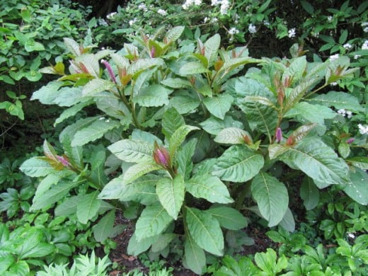 How to Identify, Harvest, and Prepare Pokeweed and Poke Sallet | Delishably