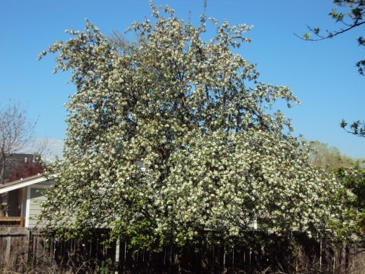 Lots of apple blossoms suggest I may get lots of apples from these twin apple trees grown from seeds.