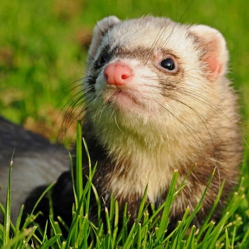 How to Care for Your Angora Ferret How to Care for Your Angora Ferret