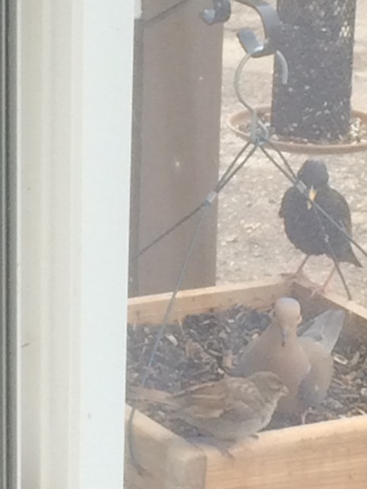 square feeder has a Starling, Mourning Dove and Sparrow