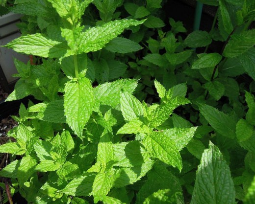 Mint is easily grown at home. 