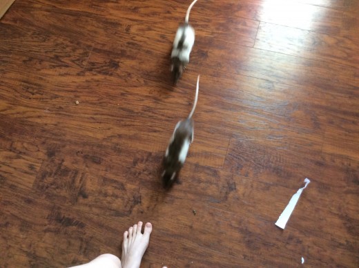 My two rats, racing to be the first one to greet me when I enter the room