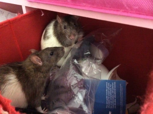 And look where I found Scabbers and Templeton (in a bin in my cabinet)