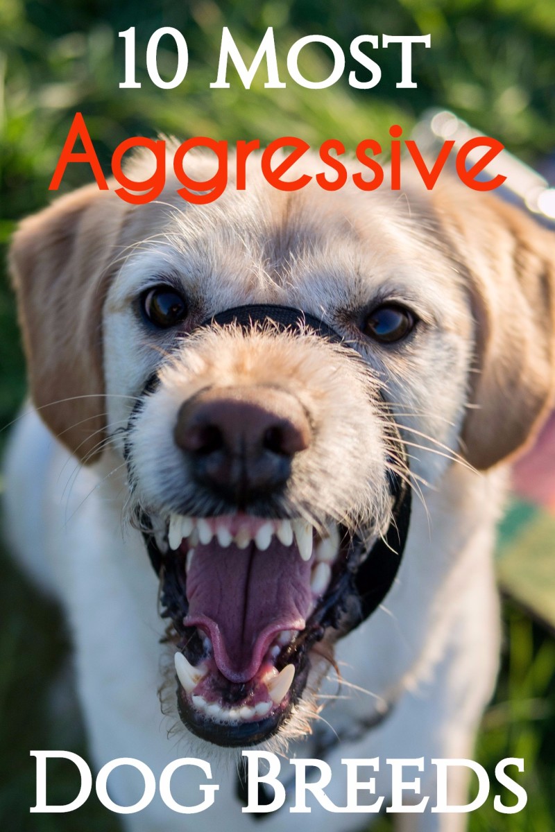 10 Most Aggressive Dog Breeds Temperament Ratings and