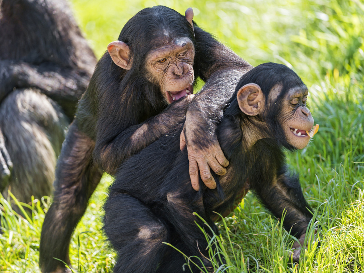  Two young chimpanzee playing