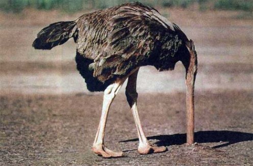 Are Animals Intelligent? Are Animals Intelligent?