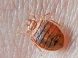How to Prevent Bed Bug Infestations