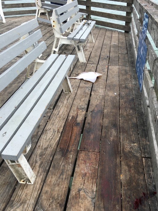 Poor guy, also take note on the blood and guts on the pier. THAT is why I was almost throwing up.