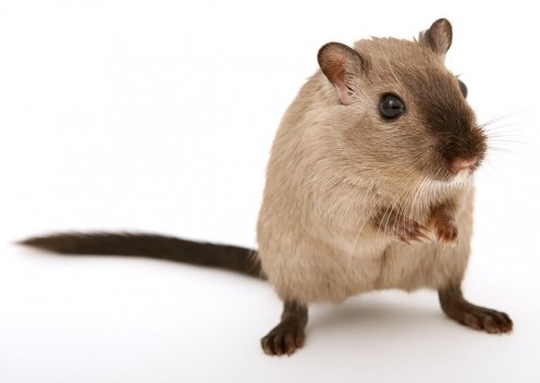 Basic Care for Gerbils Basic Care for Gerbils