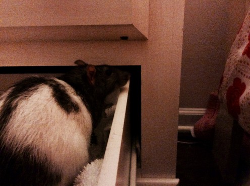 Templeton in a drawer