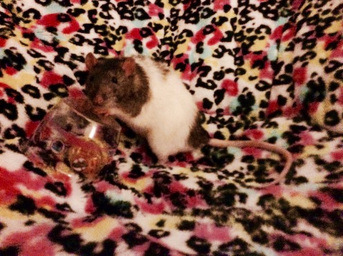 A perfect shot (finally!): Templeton poses with a small, plastic cup