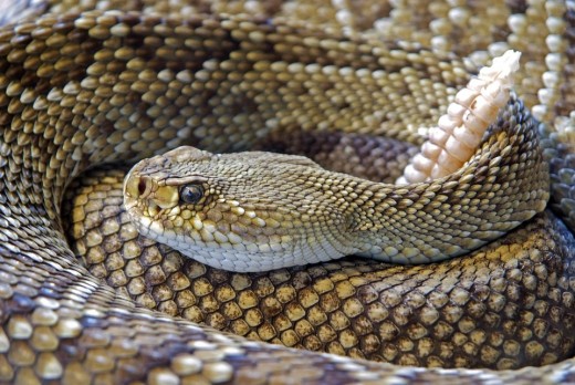 A dangerous rattlesnake.