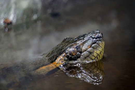 Water anaconda. Beware!