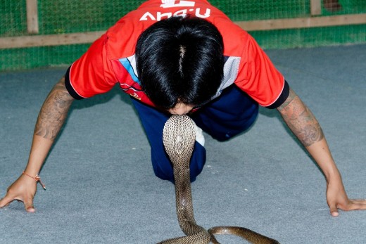 Cobra and snake charmer.