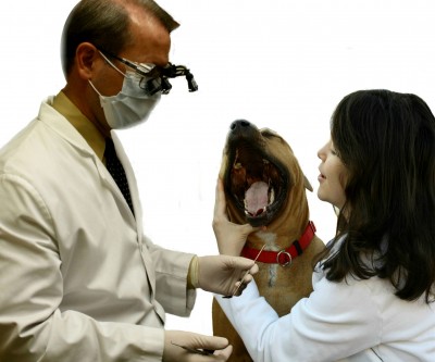 Vet Techs assist the Veterinarian!