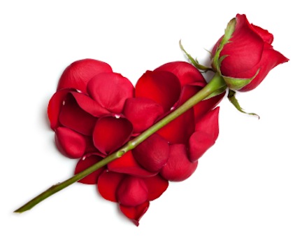 Rose- The Flower of Love