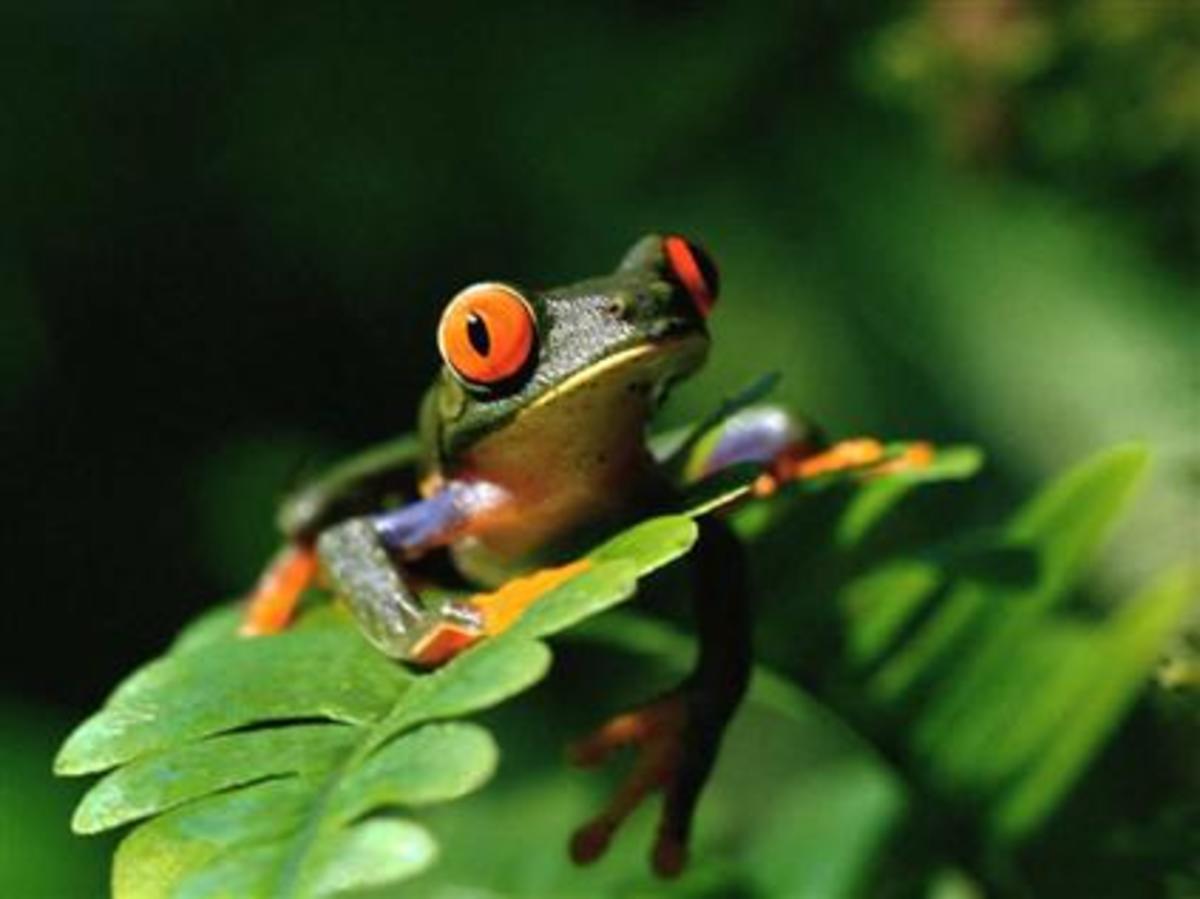 red-eyed tree frog photo from: http://www.frogsite.org/pic/Redeyed_Tree_Frog.jpg