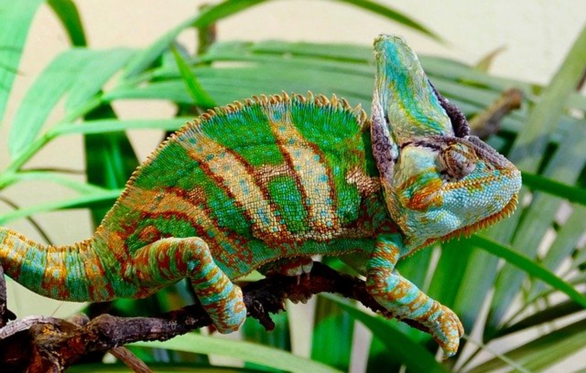 Taking Care of a Veiled Chameleon | HubPages