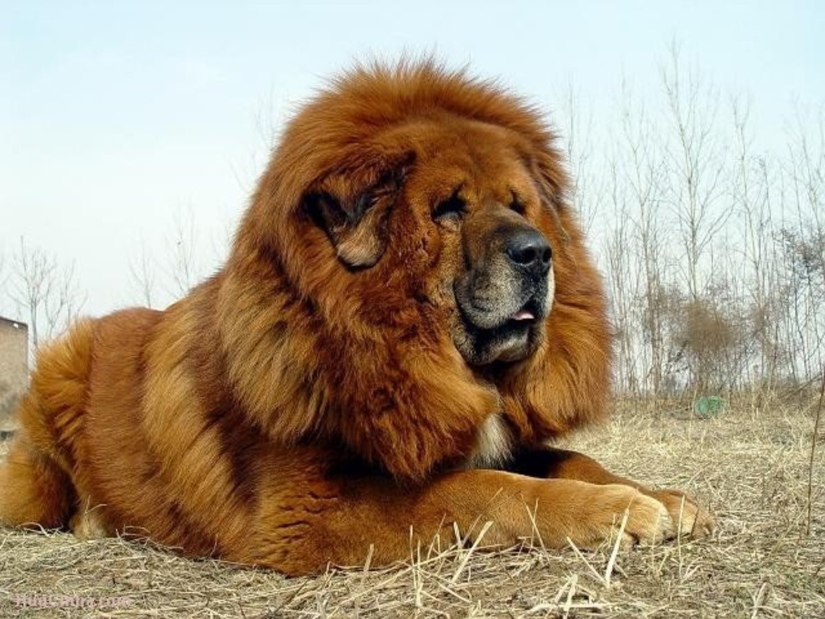 10 Dogs Developed from Tibetan Mastiff | HubPages