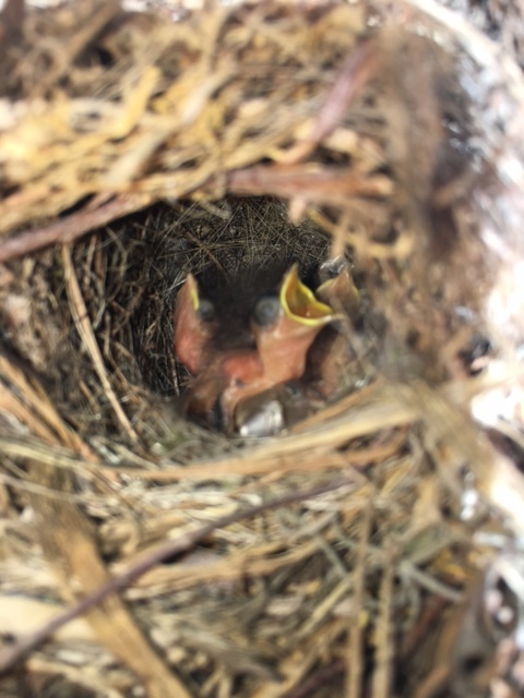 Baby birds in a nest on my porch. 