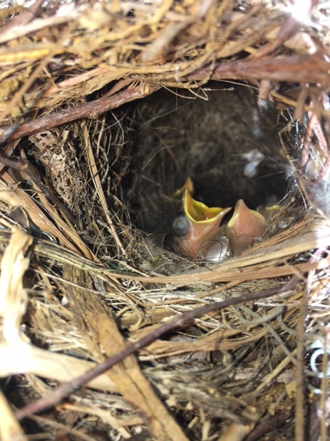 Baby birds in a nest on my porch. 
