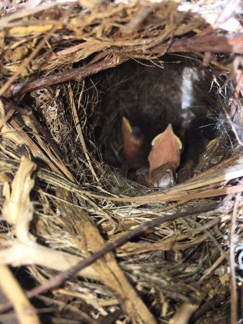 Baby birds in a nest on my porch.  They are so cute. I am sad that they are gone!