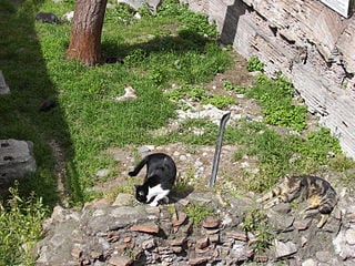 cats amongst the ruins