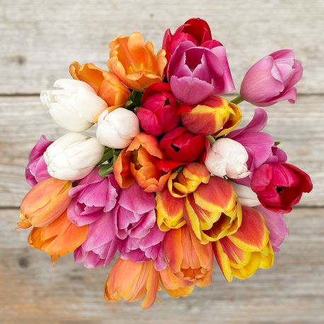 Tulip- Flower of Nurturing and Eternal Love
