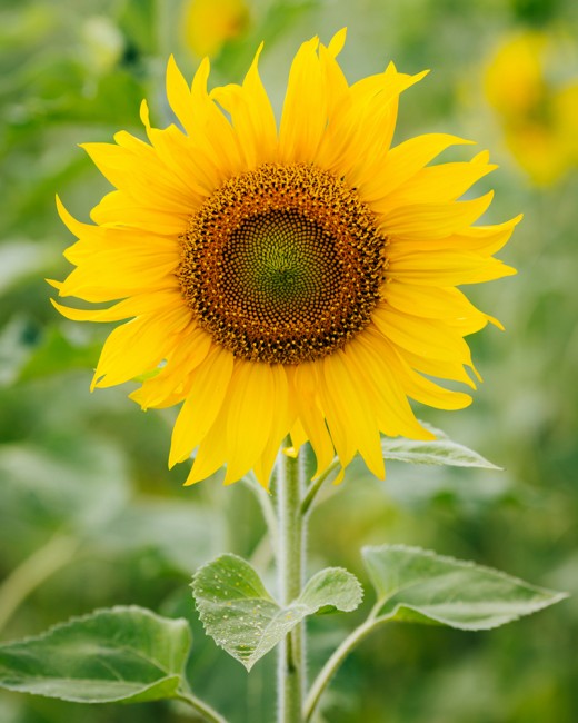 Sunflower- The Flower of Healing and Nourishment