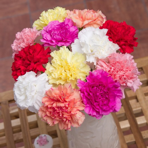 Carnation- The Flower of Fascination and Distinction