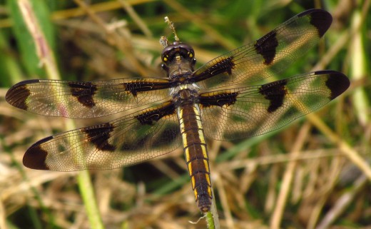 A female Twelve Spotted Skimmer doesn't have any white spots 