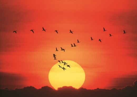 Nature has used migration as a survival technique since single cells developed mobility.  It is part of the natural design. 