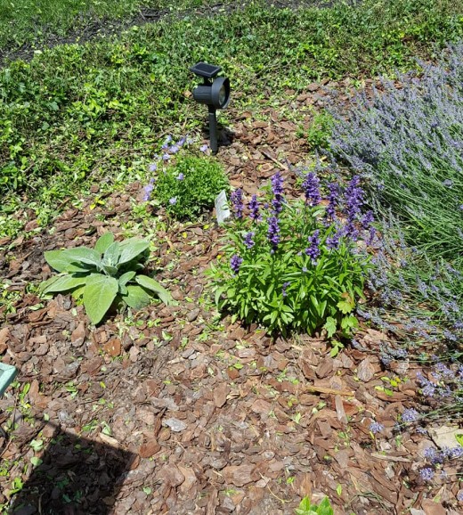 Salvia and lambs ear in the lavender garden 
