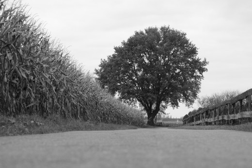 Lovely tree