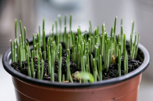 Chives love the sun and add flavor to dips, omelets and potato dishes. 