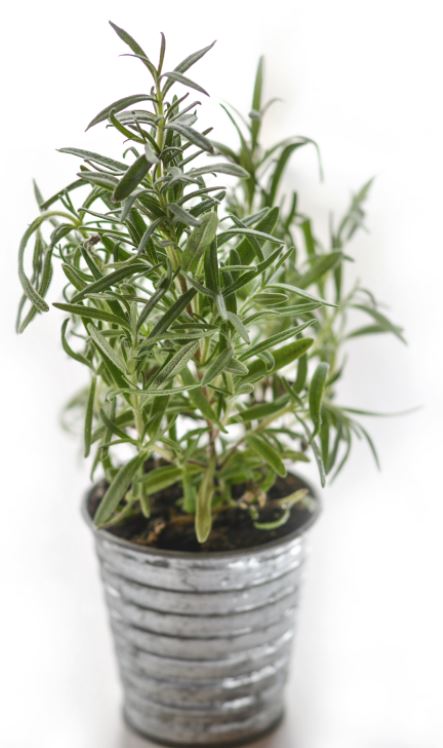 Rosemary is a savory herb that spells delicious. 