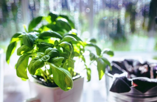 Basil adds a unique flavor of freshness to dishes like ratatouille, pizza and dips.  