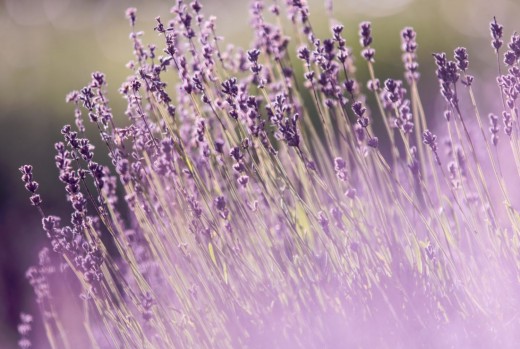 Lavender not only smells beautiful, but it also relaxes and soothes. The purple herb thrives outside in the sun. 