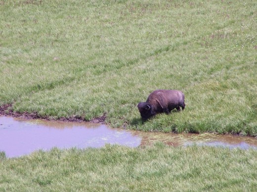 A visitor along the Platte